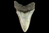 Fossil Megalodon Tooth - North Carolina #109869-2